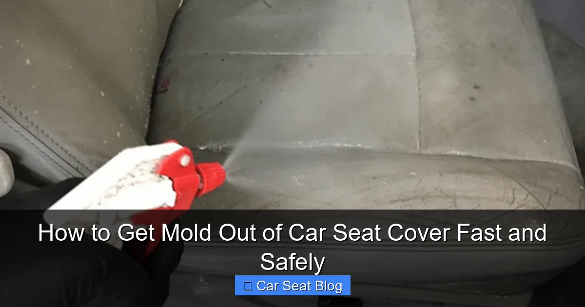How to Get Mold Out of Car Seat Cover Fast and Safely